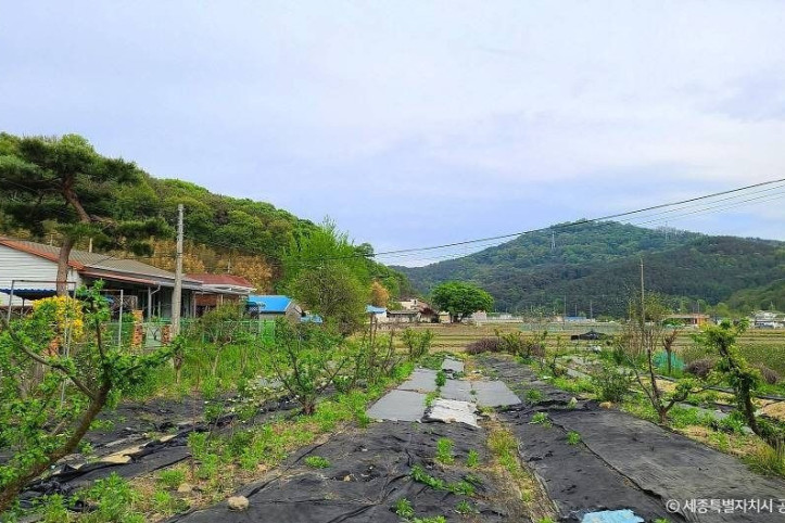 금남 백로 서식지 여행 추천 - 메고지고
