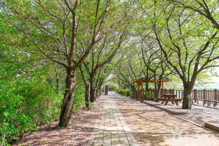 안양천제방벚꽃길 여행 추천 - 메고지고