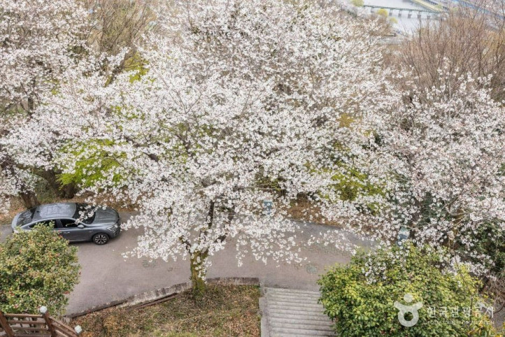 죽도봉공원 여행 추천 - 메고지고