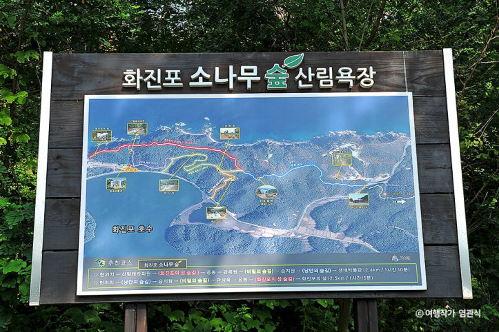 화진포소나무숲산림욕장 여행 추천 - 메고지고