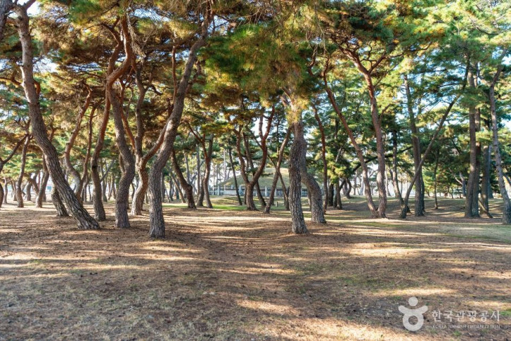 경주 헌덕왕릉 여행 추천 - 메고지고