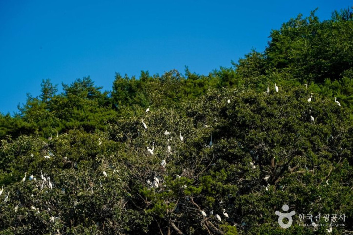 상석리 왜가리(백로) 서식지 여행 추천 - 메고지고