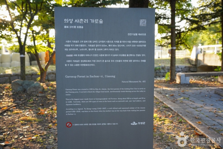 의성 사촌리 가로숲 여행 추천 - 메고지고