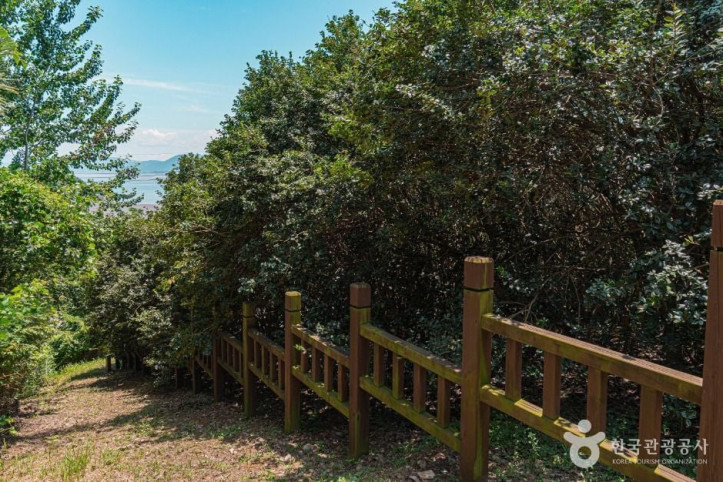 부안 도청리 호랑가시나무군락 여행 추천 - 메고지고