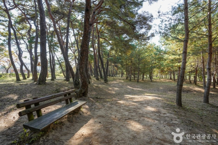 만송정 숲 여행 추천 - 메고지고