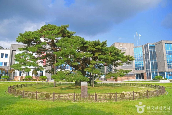 장수 장수리 의암송 여행 추천 - 메고지고