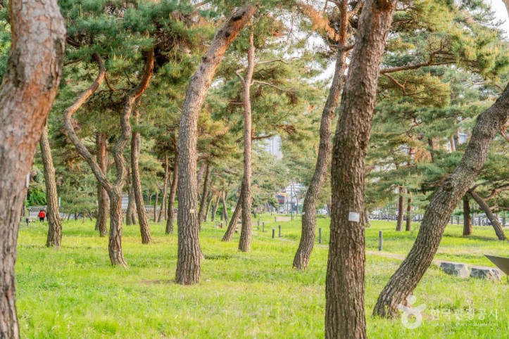 노송지대 여행 추천 - 메고지고
