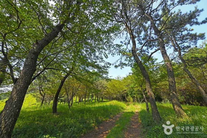 할미꽃 한재공원 여행 추천 - 메고지고
