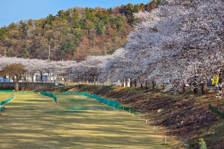 달창지 벚꽃길 여행 추천 - 메고지고
