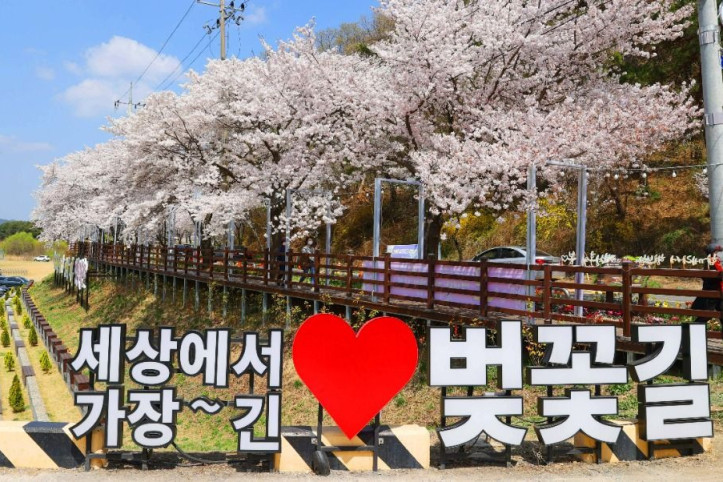 대청호 벚꽃길 여행 추천 - 메고지고