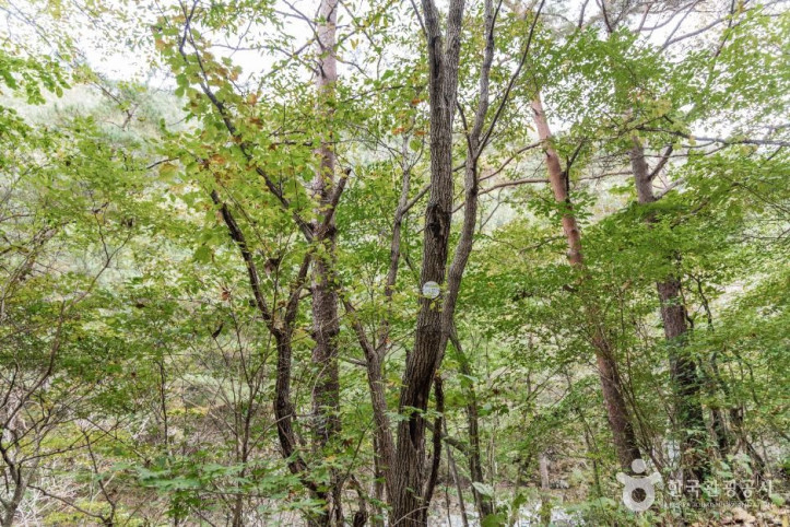 괴산 사담리 망개나무 자생지 여행 추천 - 메고지고