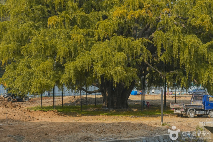 장수동은행나무 여행 추천 - 메고지고