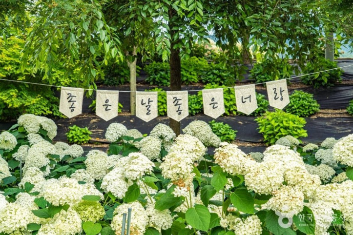유구색동수국정원 여행 추천 - 메고지고