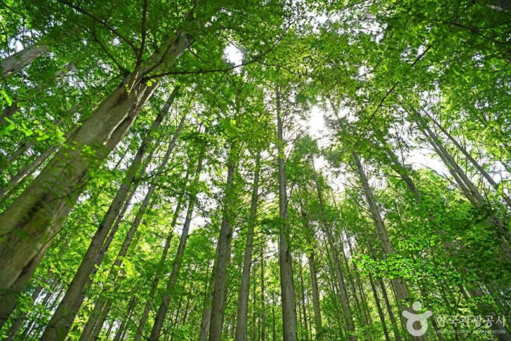 화인산림욕장 여행 추천 - 메고지고