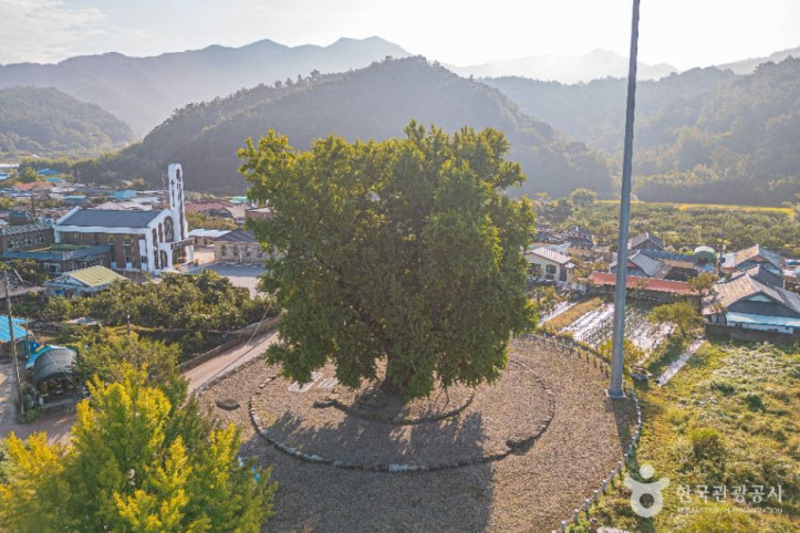 하멜 체류지와 강진 성동리 은행나무 여행 추천 - 메고지고