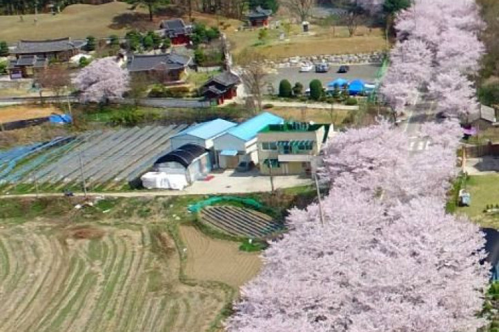 대청호 벚꽃길 여행 추천 - 메고지고