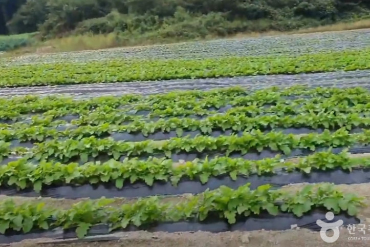 큰삼촌농촌체험 여행 추천 - 메고지고