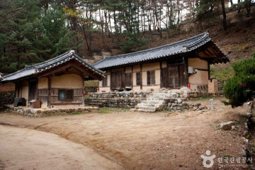 안동 용계리 은행나무 여행 추천 - 메고지고