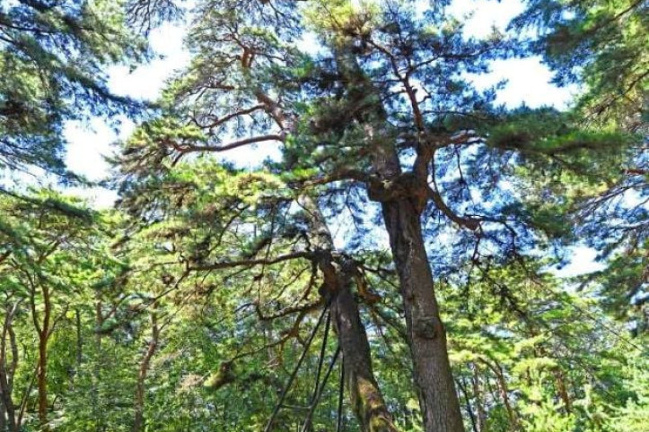영월 청령포 관음송 여행 추천 - 메고지고