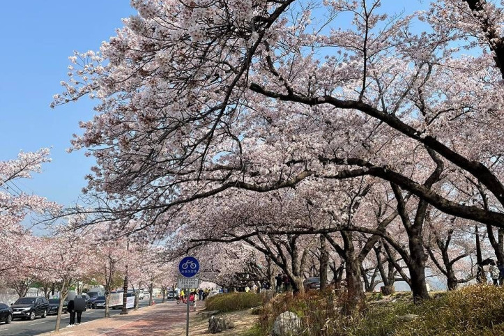 흥무로 벚꽃길 여행 추천 - 메고지고
