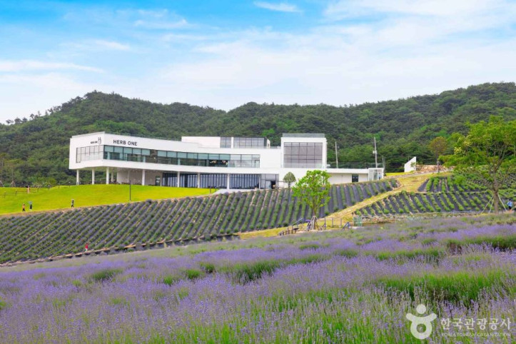 정읍 허브원 여행 추천 - 메고지고