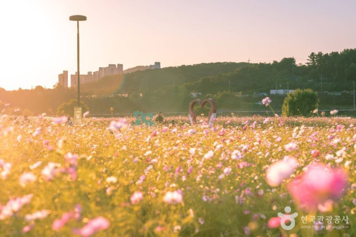 대구 하중도 (금호꽃섬) 여행 추천 - 메고지고