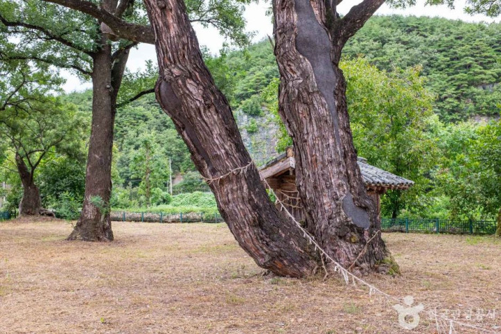 안동 송사동 소태나무 여행 추천 - 메고지고