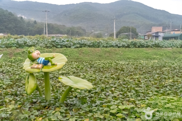 내동마을 연꽃단지 여행 추천 - 메고지고