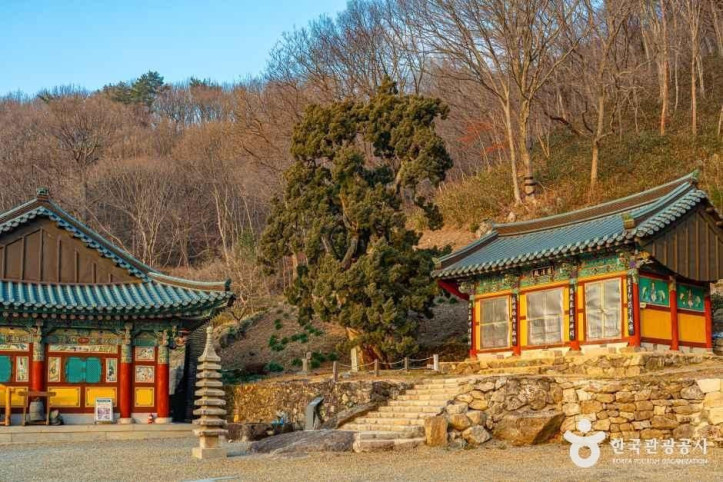 순천 송광사 천자암 쌍향수(곱향나무) 여행 추천 - 메고지고