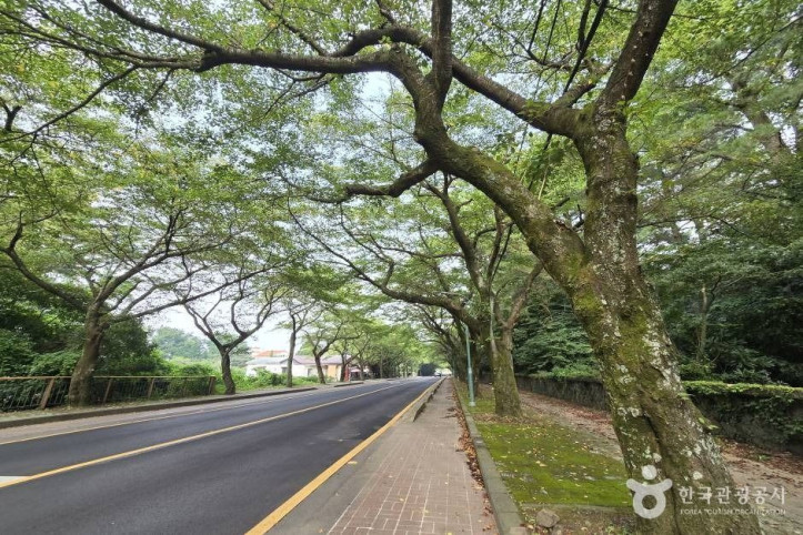 제주대 벚꽃길 여행 추천 - 메고지고