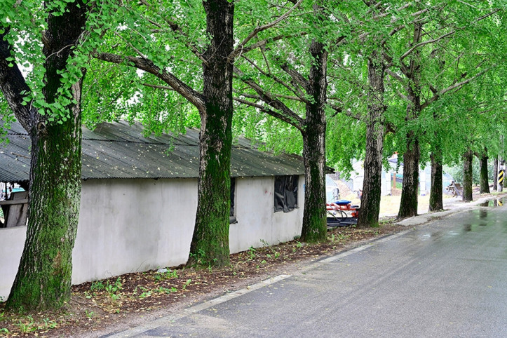 거창은행나무길 여행 추천 - 메고지고