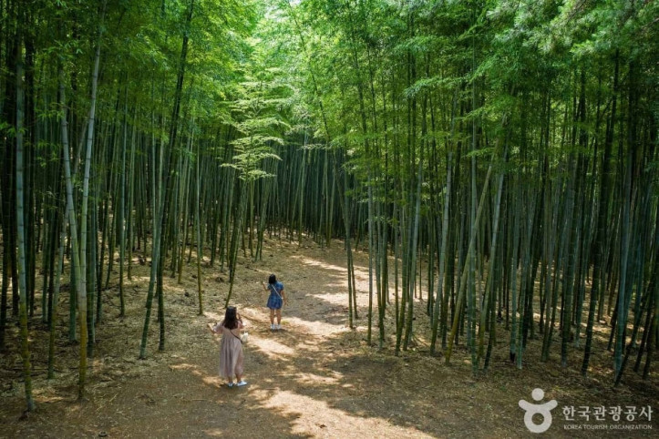 아홉산숲 여행 추천 - 메고지고