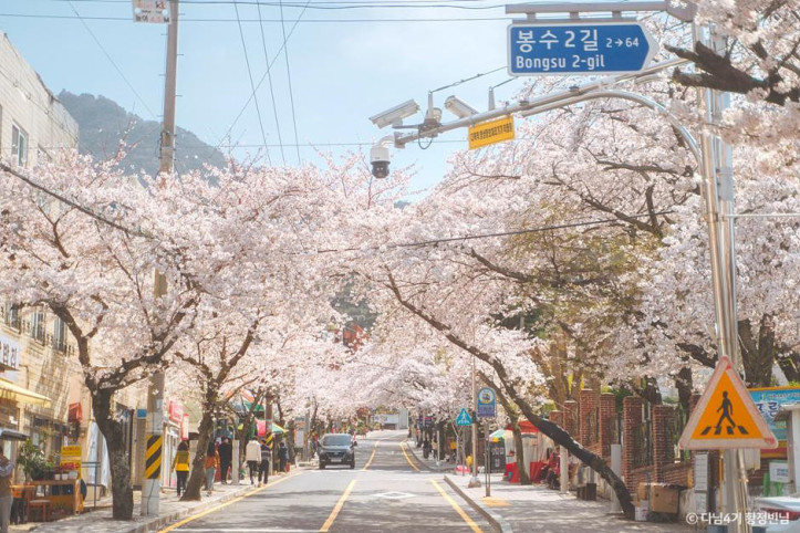 봉숫골 벚꽃길 여행 추천 - 메고지고
