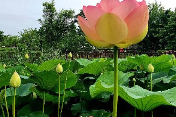 바다향기수목원 여행 추천 - 메고지고