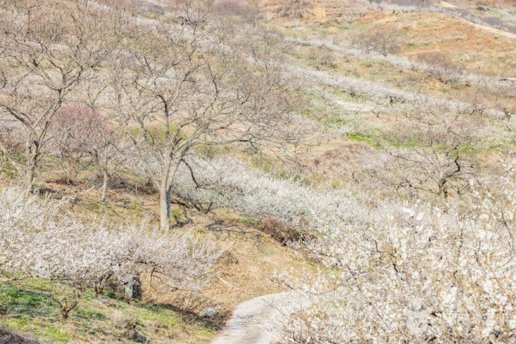 순천 향매실마을 여행 추천 - 메고지고
