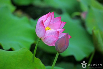 관음사(곡성) 여행 추천 - 메고지고