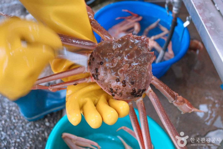 삼척항 대게거리 여행 추천 - 메고지고