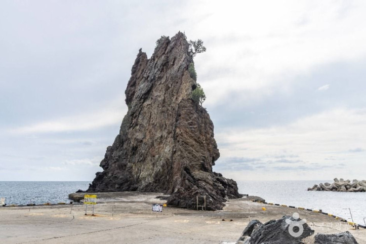 거북바위 및 향나무 자생지 (울릉도, 독도 국가지질공원) 여행 추천 - 메고지고