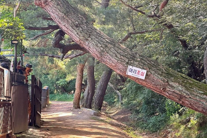 삼릉숲 여행 추천 - 메고지고