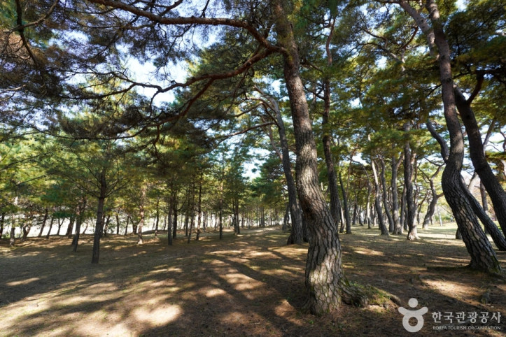 만송정 숲 여행 추천 - 메고지고