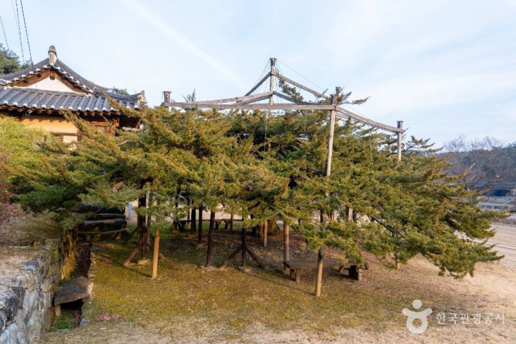안동 주하리 뚝향나무 여행 추천 - 메고지고