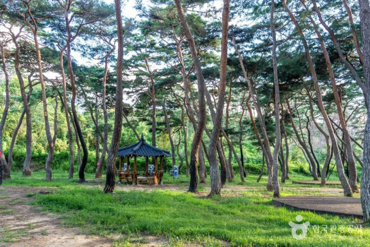 목계솔밭(청송) 여행 추천 - 메고지고