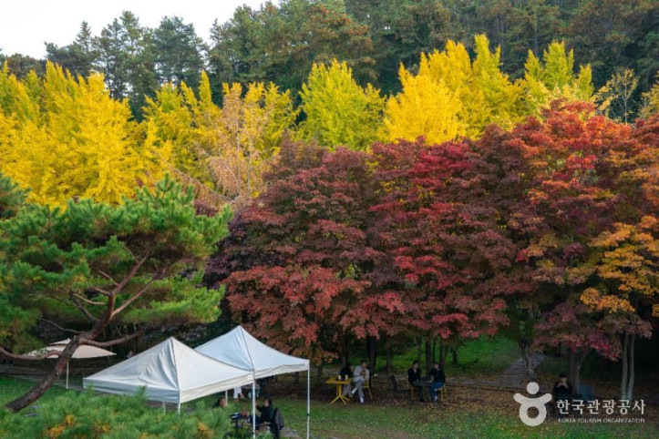 나주은행나무수목원 여행 추천 - 메고지고