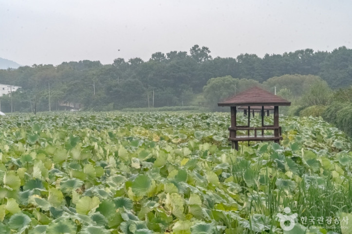 내동마을 연꽃단지 여행 추천 - 메고지고