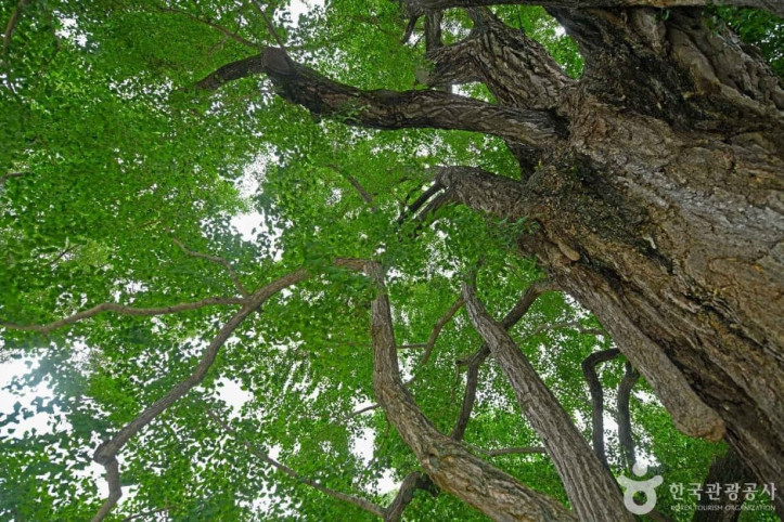 화순 야사리 은행나무 여행 추천 - 메고지고