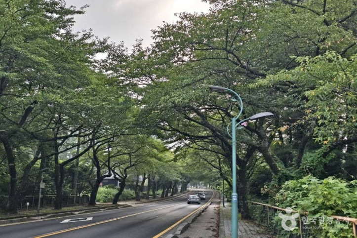 제주대 벚꽃길 여행 추천 - 메고지고