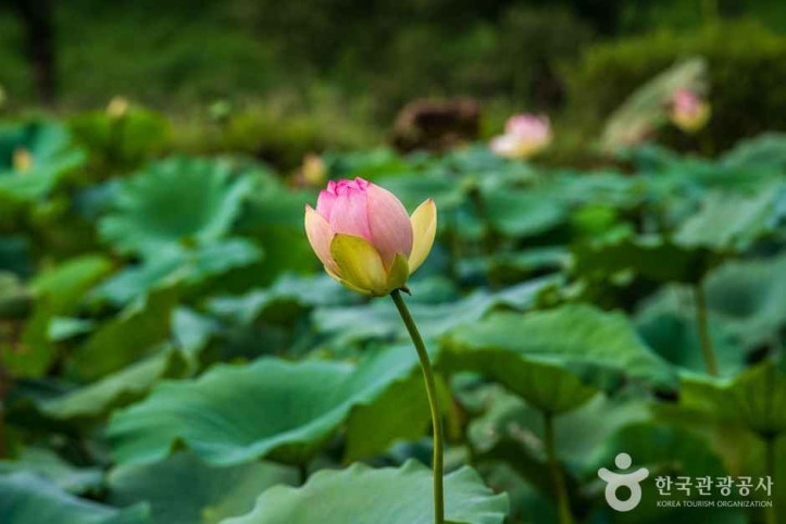 조천연꽃공원 여행 추천 - 메고지고