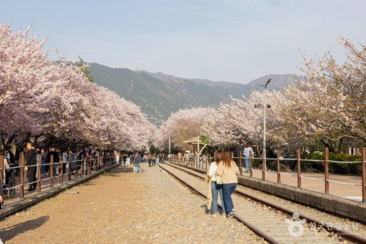 경화역 벚꽃길 여행 추천 - 메고지고