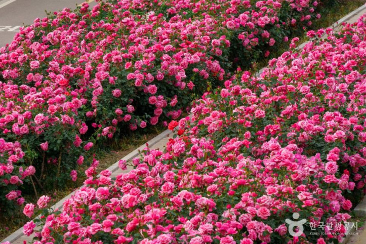 중랑장미공원 여행 추천 - 메고지고