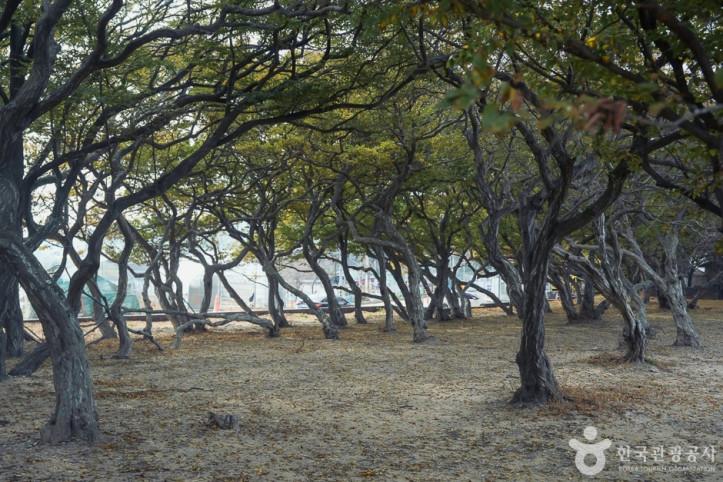 소사나무 군락지 여행 추천 - 메고지고